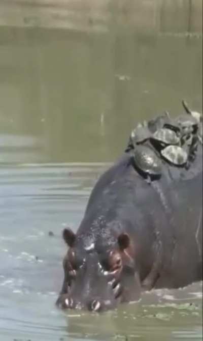 Turtles taking cover on hippo's back.