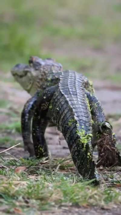 ? Juvenile Gator walking like a dinosaur. Alligators grow an average of 12" (30cm) per year