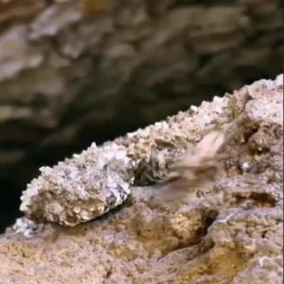 ? Spider-tailed horned viper