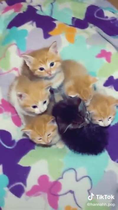 BABIES