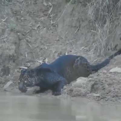 ? Black panther drinking some water