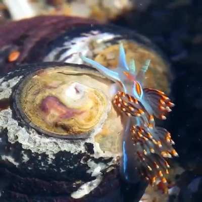 ? Opalescent Nudibranch