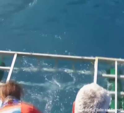 Shark gets into divers cage with person inside