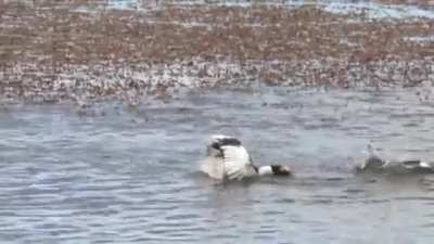 ? Hooded Grebes doing their mating dance