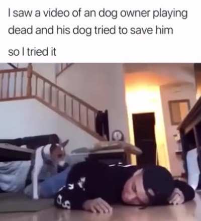 Dog and the master the movie