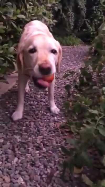 Tomat dog
