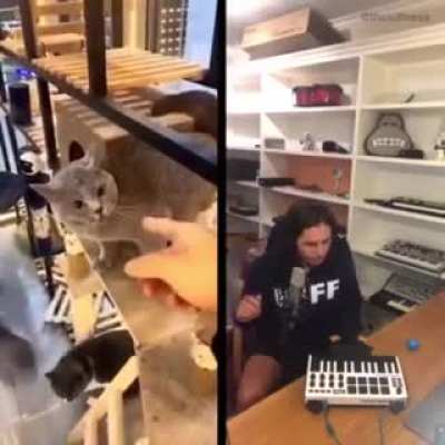 Cat to EDM sample