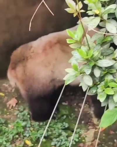 ? How does this species survive in the wild