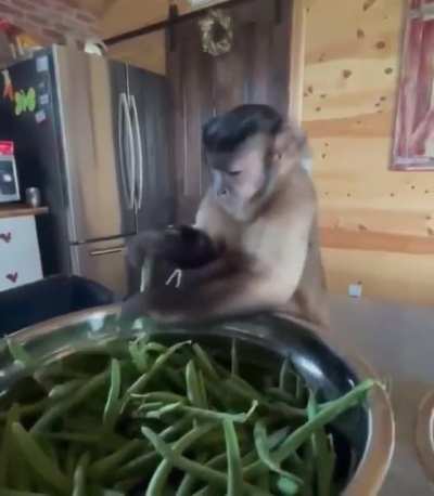 No your typical pet?