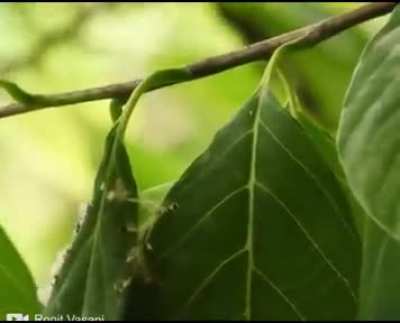 ? Tailor bird Tailoring his nest in a very beautiful way