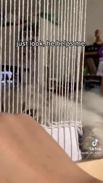 Cat weaver = Free serotonin