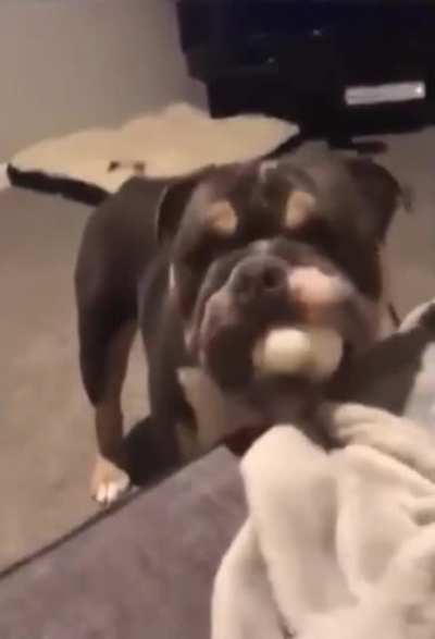 "Does your Dog bite?" - "No but he learned how to use projectile weapons"