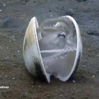 ? This little octopus getting inside a clam shell.