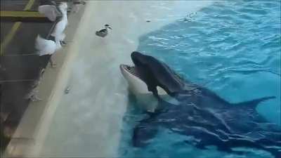 ? Orca uses a fish for catching bird