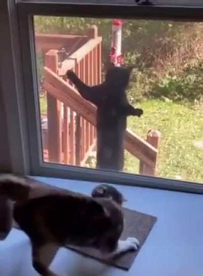 Scaredy-Cat Life