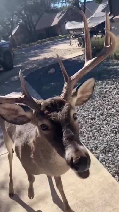 Guy makes fruit plate for his buck friend (Big Dawg) ?