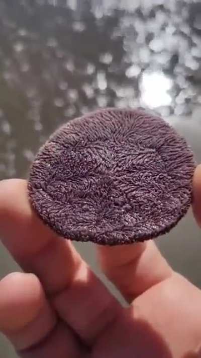 ? This is a "Sand Dollar"