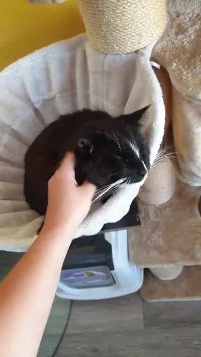 "Noooo hooman!!! Don't stop it, please!!"