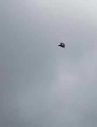 An Acrobatic Pigeon Flipping Out