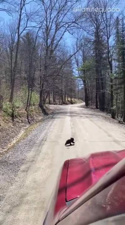 ? Bear cub's stranger danger