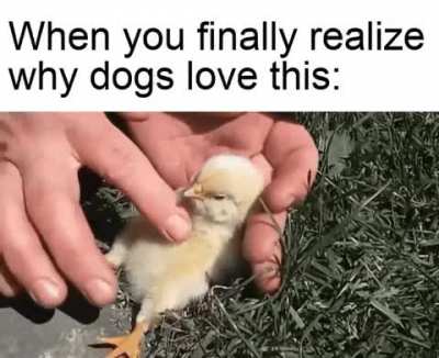 I see more belly rubs in your future