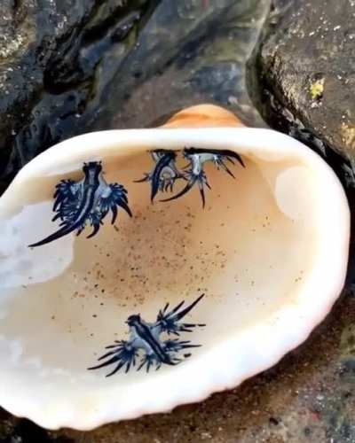 ? Baby blue water dragons