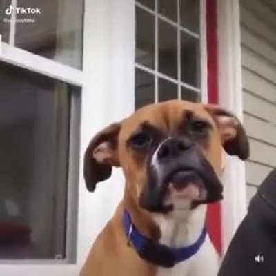Dog yawn