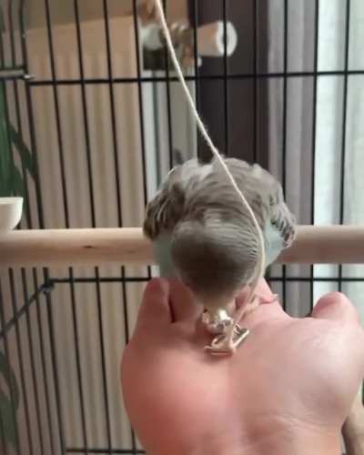 Birb