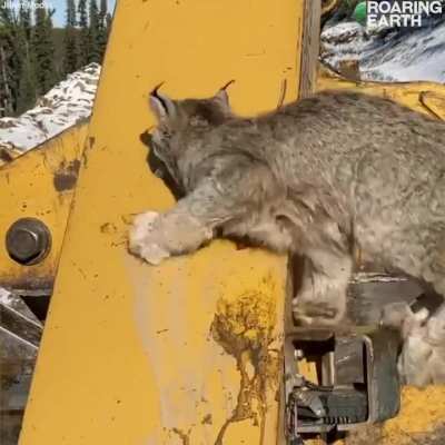 ?Canada Lynx Climbs up Logging Machine to Look at Human – credit: Roaring Earth