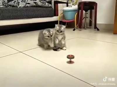 Cat.