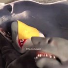 Never disturb a sleeping shark.