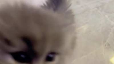 Baby mews