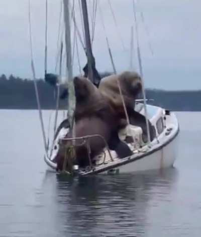 Boats and sea lions ?