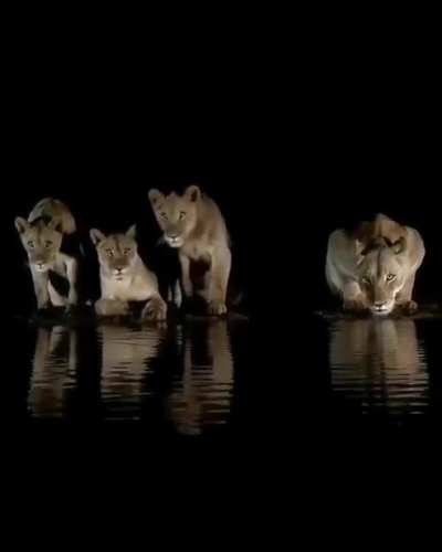 Lions by night ?