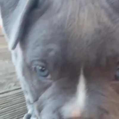 Beautiful Pupper