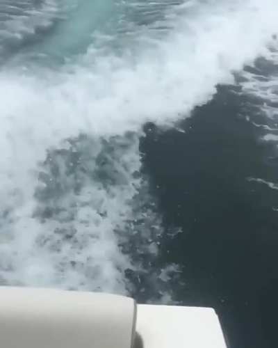 ? Massive orca surfaces next to a fishing boat.