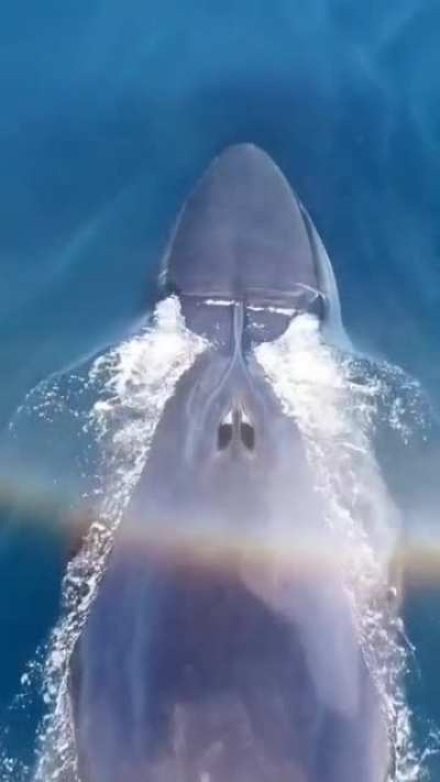 ? A giant Fin Whale taking a breath