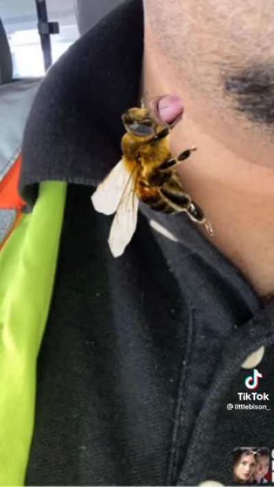 save the bees