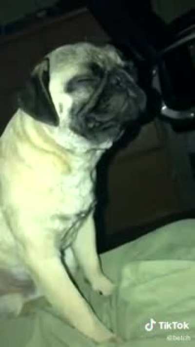 Possessed Pug.