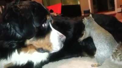 Trying to hide a nut in a dog's fur