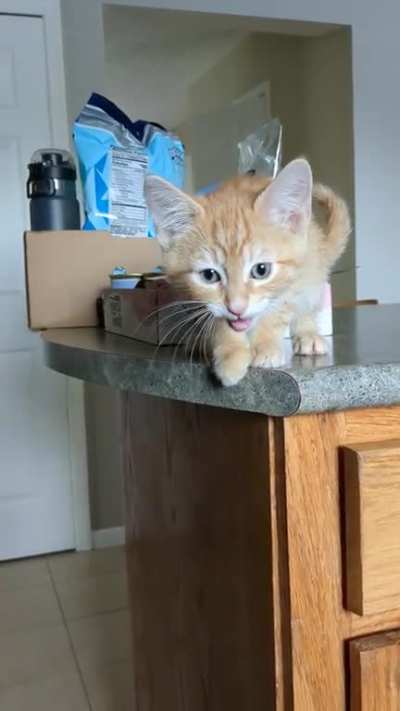 Archie's hangry!