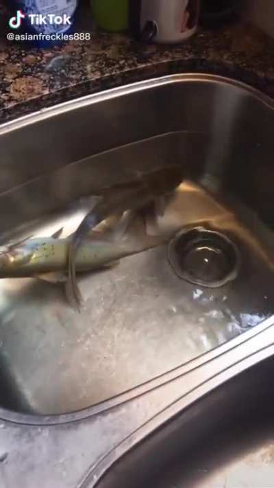 Sorry for this dark stuff, but legit I found someone who recorded their fish dying in their sink.