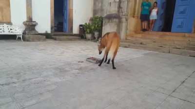 ? The Maned Wolf is the largest canid of South America. Its markings resemble those of foxes, but it is neither a fox nor a wolf