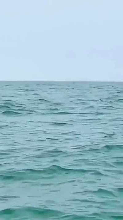 ? Pink Dolphins. (Indo-Pacific Humpback)