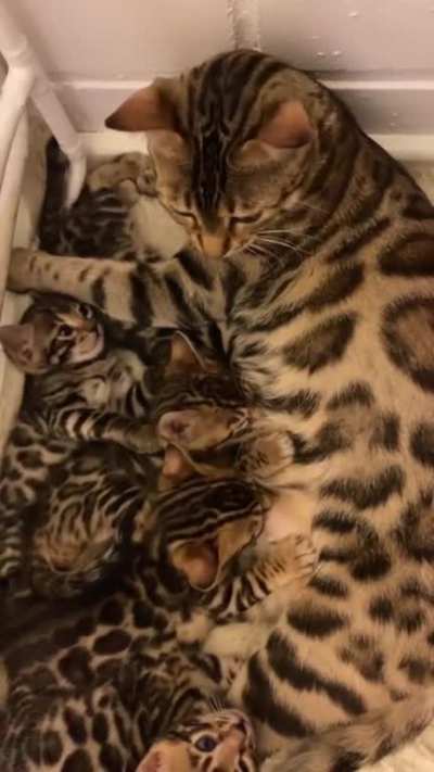 That one staring at its mama ?