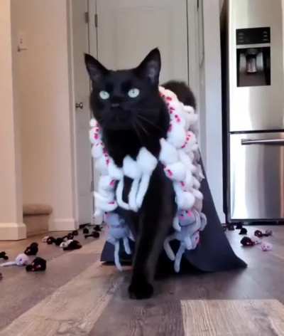 MEOW_IRL