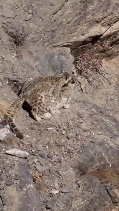 ? The snow leopard's rarely seen mating ritual