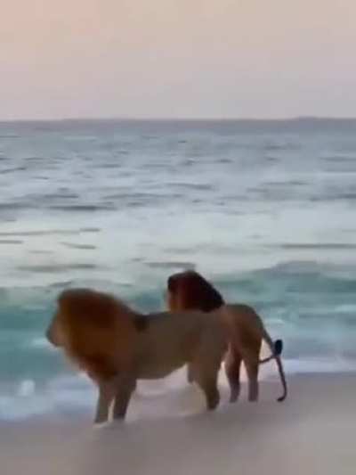 ? These two lions bathing in the sea