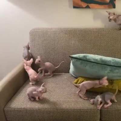 Meow?irl