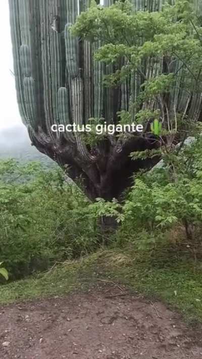 ? This very tall cactus ?